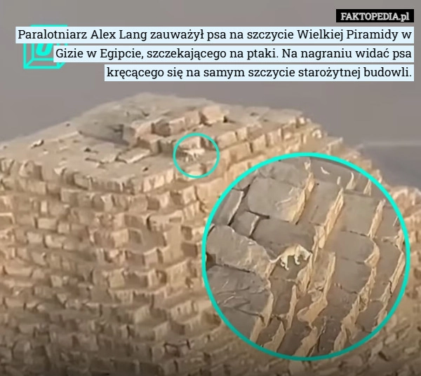 
    Paralotniarz Alex Lang zauważył psa na szczycie Wielkiej Piramidy w Gizie