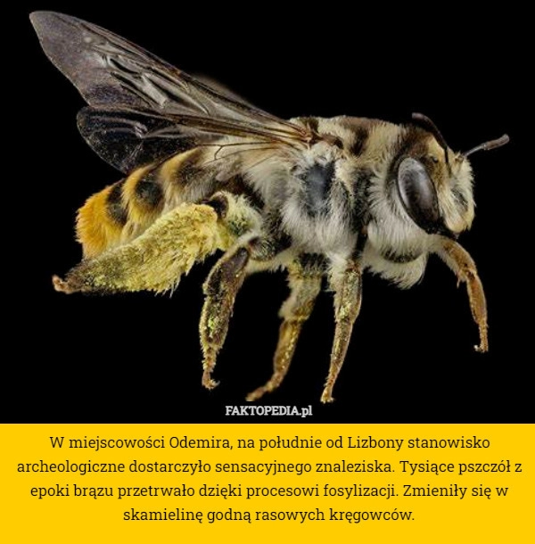 
    W miejscowości Odemira, na południe od Lizbony stanowisko archeologiczne