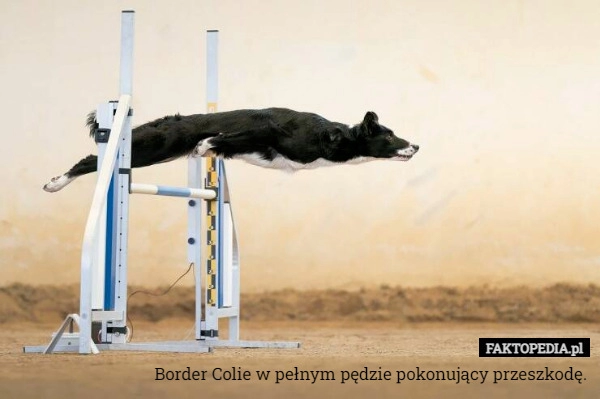 
    Border Colie w pełnym pędzie pokonujący przeszkodę.