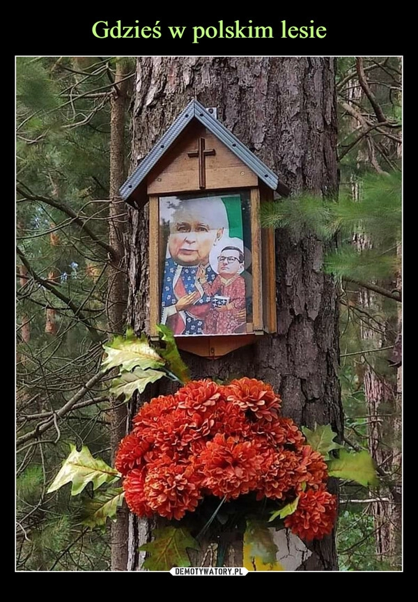 
    Gdzieś w polskim lesie