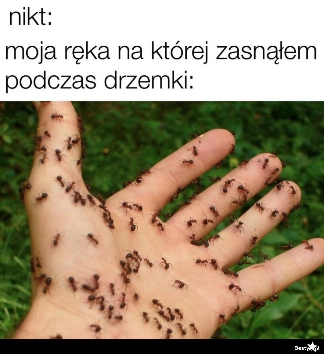 
    Trochę mrowi 