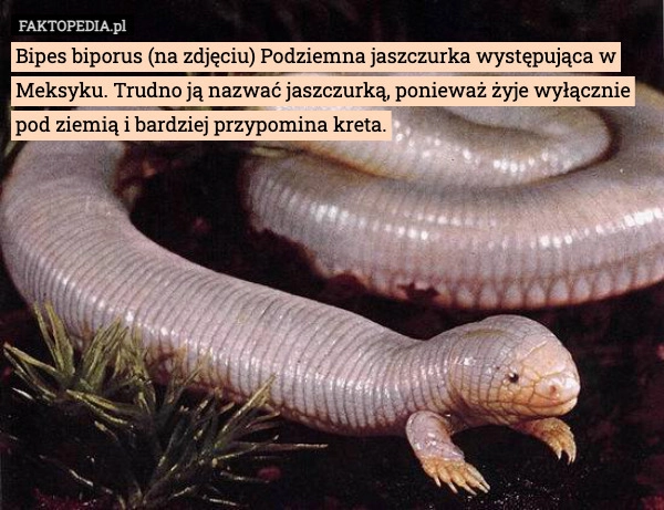 
    Bipes biporus (na zdjęciu) Podziemna jaszczurka występująca w Meksyku. Trudno