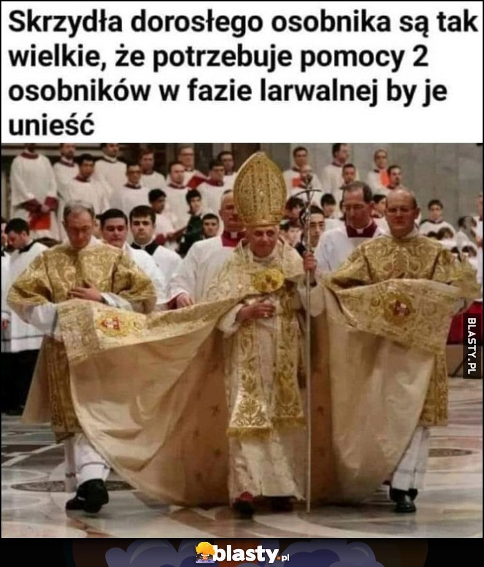 
    Papież Benedykt skrzydła dorosłego osobnika sa tak wielkie, że potrzebuje pomocy 2 osobników w fazie larwalnej by je unieść