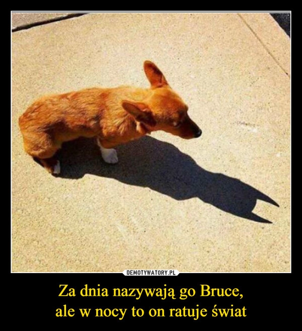 
    Za dnia nazywają go Bruce,
ale w nocy to on ratuje świat