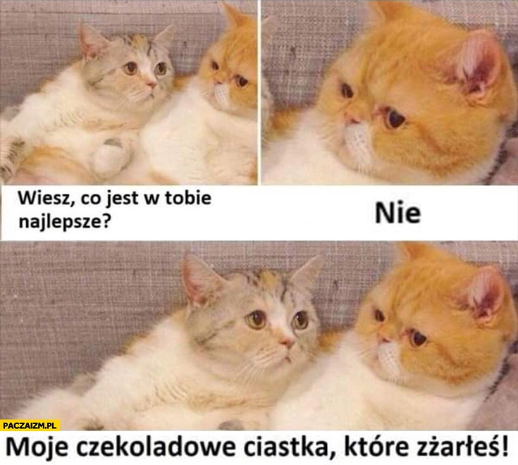 
    Koty wiesz co jest w Tobie najlepsze? Nie, moje czekoladowe ciastka które zeżarłeś
