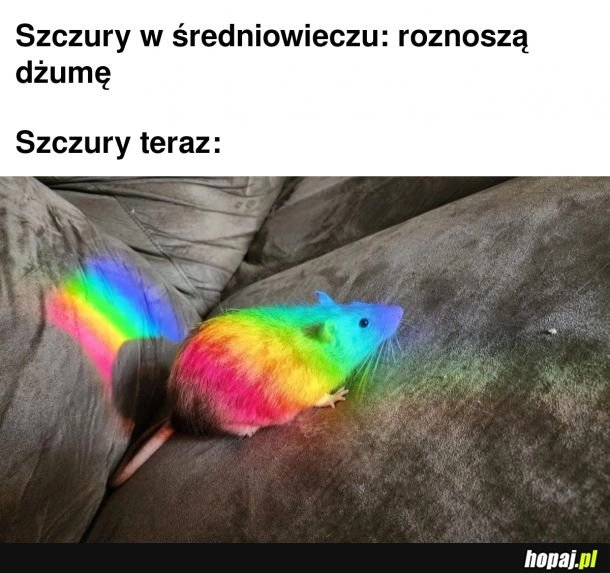 
    Szczury LGBT nowym wrogiem wiadomości TVP2