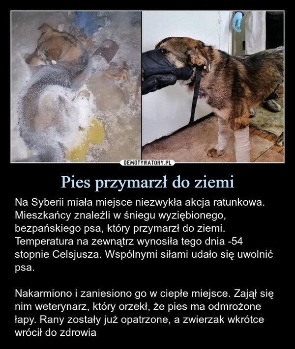 
    Pies przymarzł do ziemi