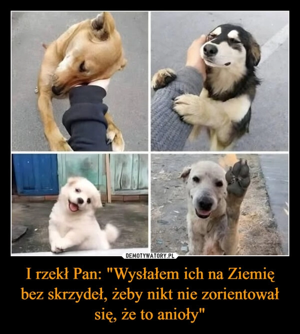 
    I rzekł Pan: "Wysłałem ich na Ziemię bez skrzydeł, żeby nikt nie zorientował się, że to anioły"