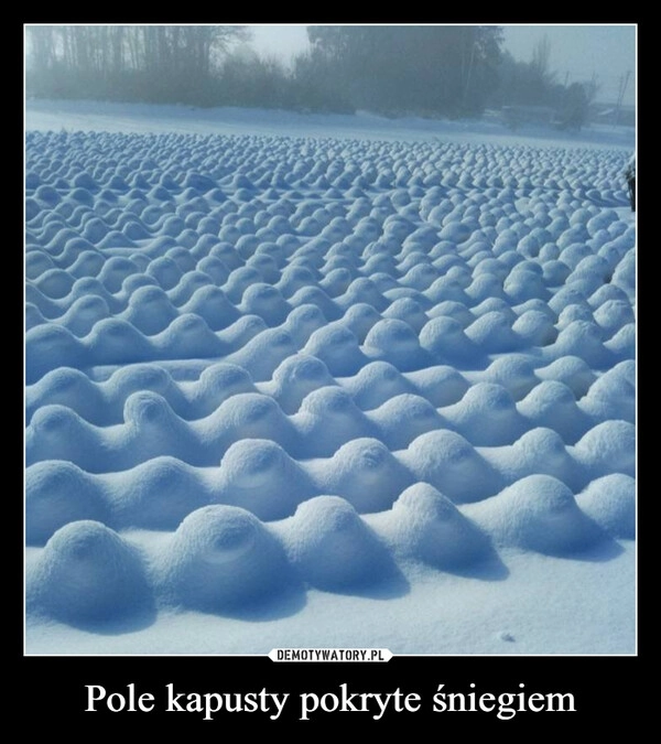 
    Pole kapusty pokryte śniegiem