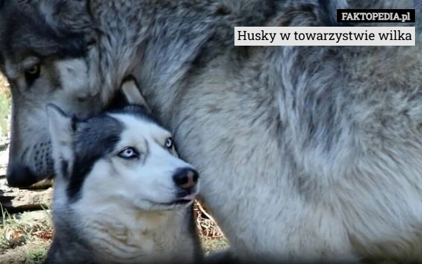 
    Husky w towarzystwie wilka