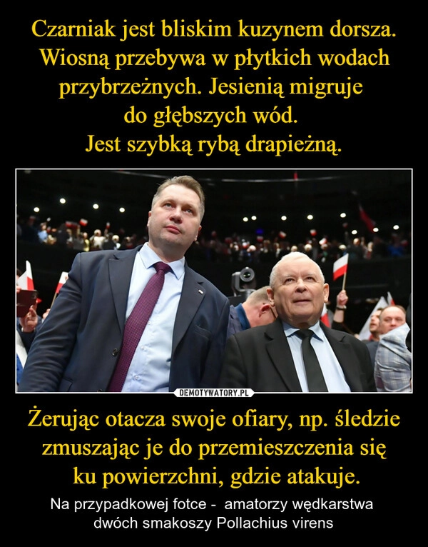 
    Czarniak jest bliskim kuzynem dorsza. Wiosną przebywa w płytkich wodach przybrzeżnych. Jesienią migruje 
do głębszych wód. 
Jest szybką rybą drapieżną. Żerując otacza swoje ofiary, np. śledzie zmuszając je do przemieszczenia się
 ku powierzchni, gdzie atakuje.