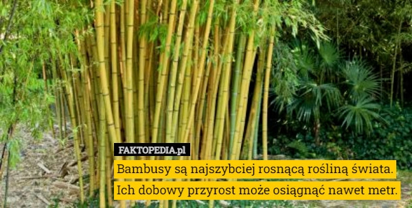 
    
			Bambusy są najszybciej rosnącą rośliną świata. Ich dobowy przyrost może...					