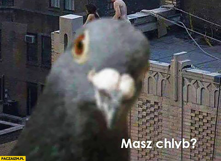 
    Masz chleb? Gołąb blisko w kadrze