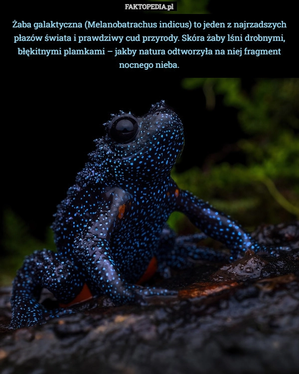 
    Żaba galaktyczna (Melanobatrachus indicus) to jeden z najrzadszych płazów
