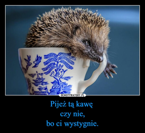 
    Pijeż tą kawę 
czy nie,
bo ci wystygnie.