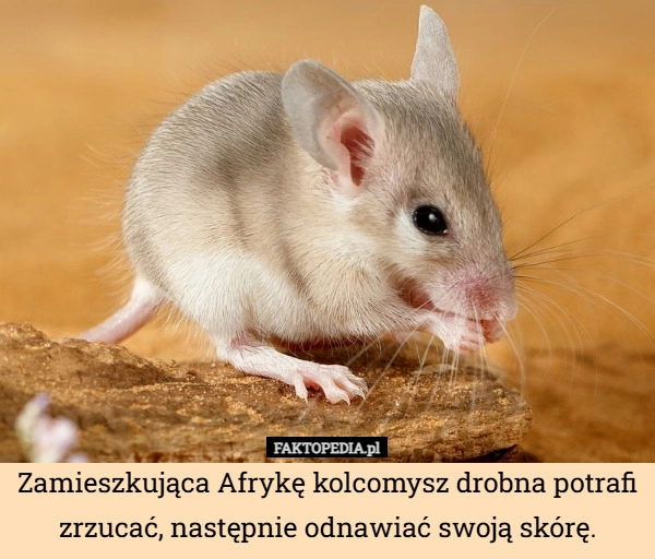 
    Zamieszkująca Afrykę kolcomysz drobna potrafi zrzucać, następnie odnawiać