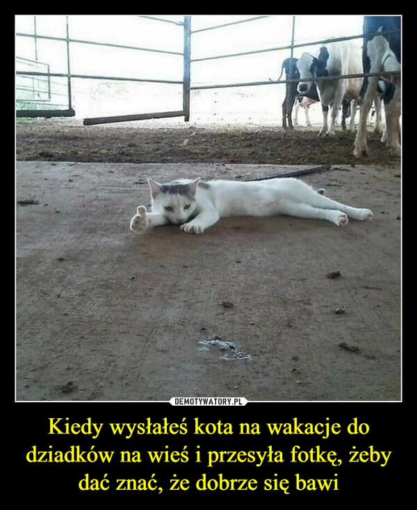 
    Kiedy wysłałeś kota na wakacje do dziadków na wieś i przesyła fotkę, żeby dać znać, że dobrze się bawi