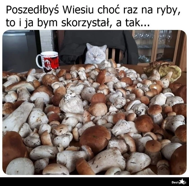 
    No weź idź na rybki 