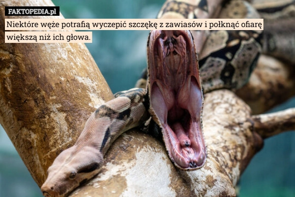 
    Niektóre węże potrafią wyczepić szczękę z zawiasów i połknąć ofiarę większą