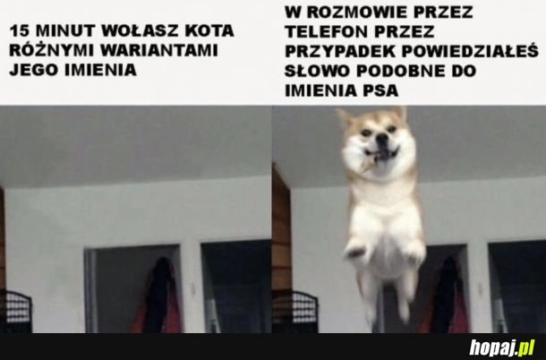 
    Koty słuchają się kiedy mają na to ochotę