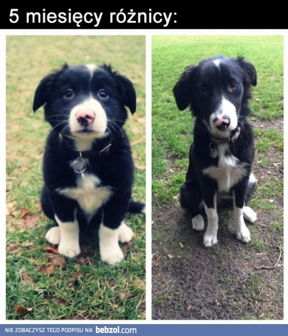 
    5 miesięcy różnicy