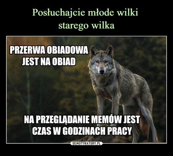 
    Posłuchajcie młode wilki 
starego wilka