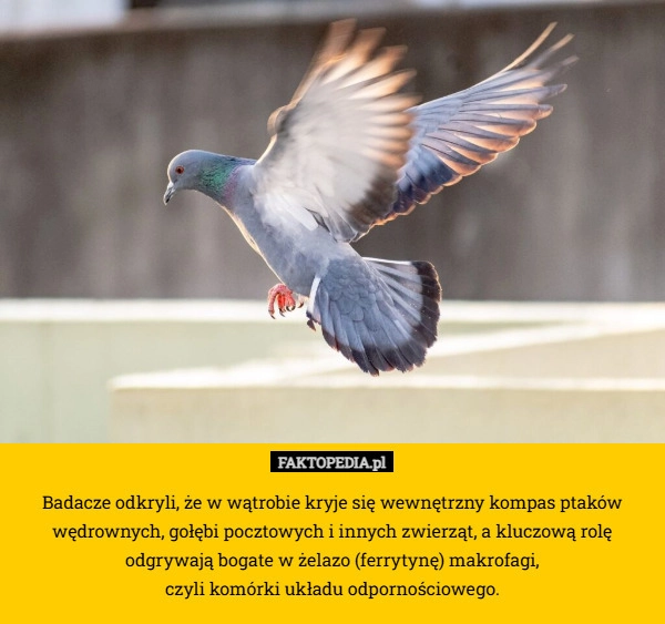 
    Badacze odkryli, że w wątrobie kryje się wewnętrzny kompas ptaków wędrownych,