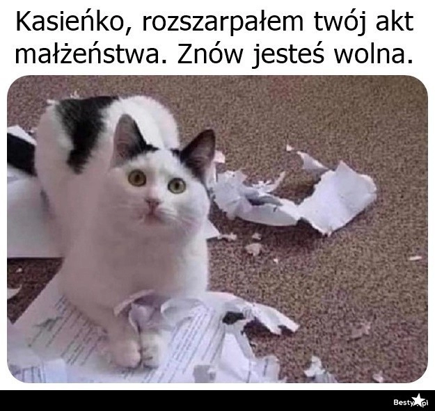 
    Kot orzekł rozwód 