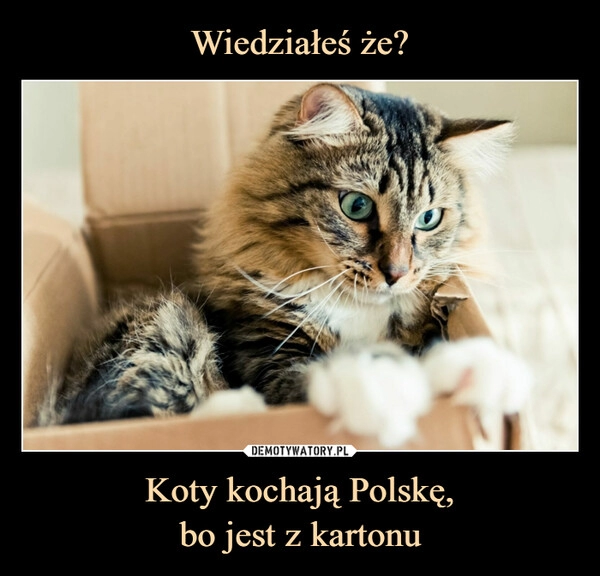 
    Wiedziałeś że? Koty kochają Polskę,
bo jest z kartonu