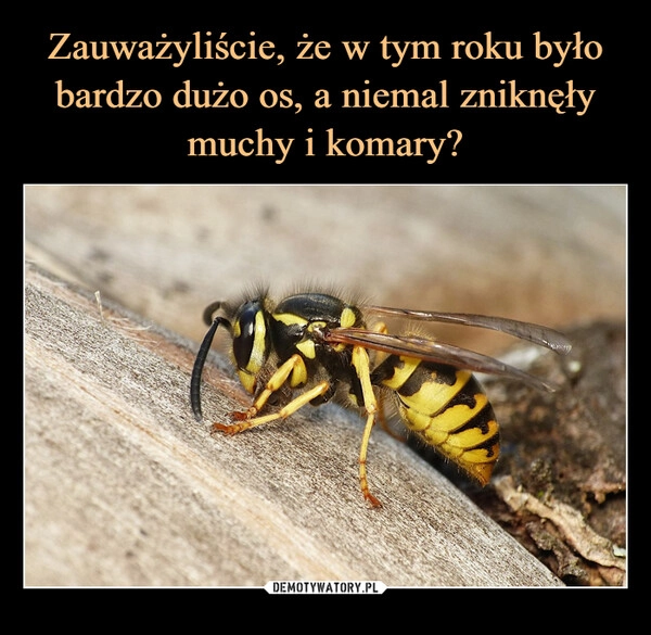 
    Zauważyliście, że w tym roku było bardzo dużo os, a niemal zniknęły muchy i komary?