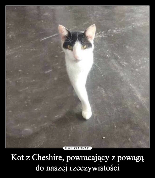 
    Kot z Cheshire, powracający z powagą do naszej rzeczywistości