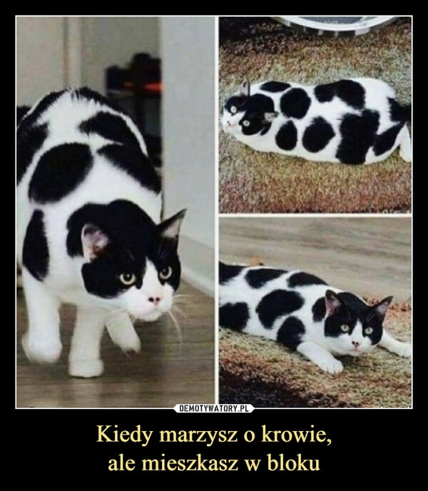 
    Kiedy marzysz o krowie,
ale mieszkasz w bloku