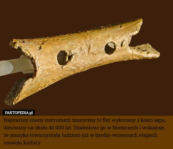 
    Najstarszy znany instrument muzyczny to flet wykonany z kości sępa, datowany