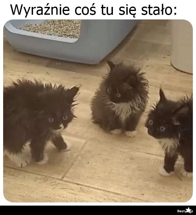 
    Coś tu zaszło 