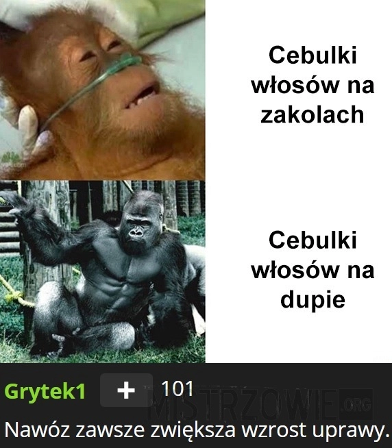 
    Włosy