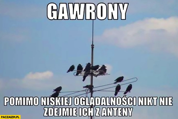 
    Gawrony pomimo niskiej oglądalności nikt nie zdejmie ich z anteny