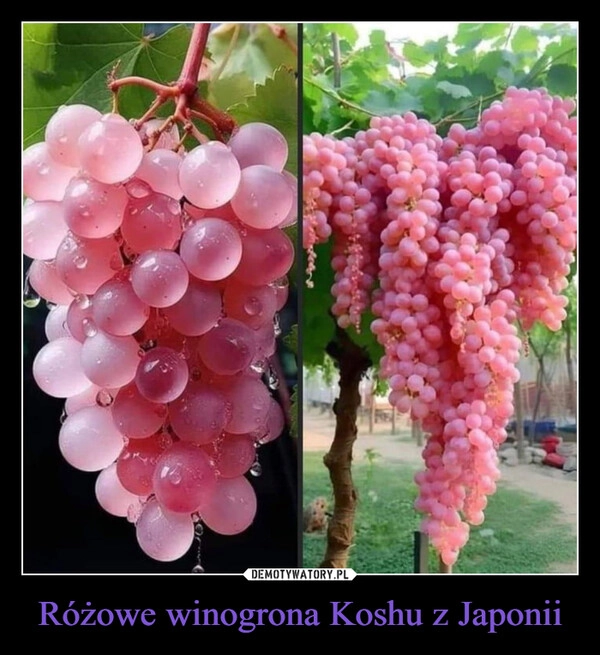 
    Różowe winogrona Koshu z Japonii