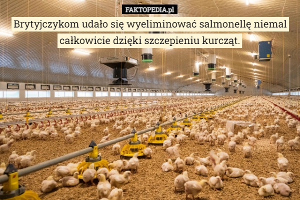 
    Brytyjczykom udało się wyeliminować salmonellę niemal całkowicie dzięki