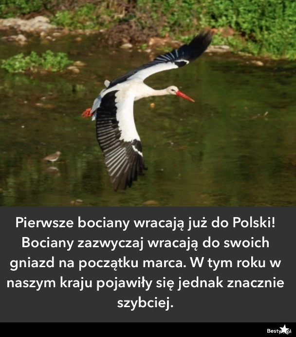 
    Wiosna coraz bliżej 