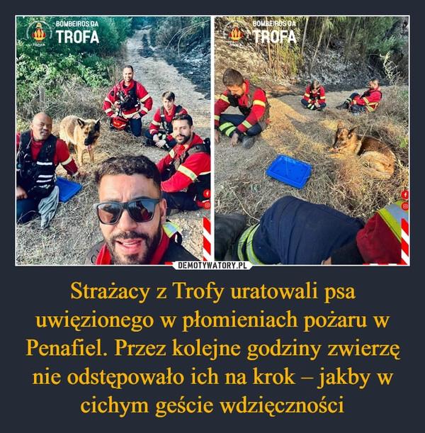 
    Strażacy z Trofy uratowali psa uwięzionego w płomieniach pożaru w Penafiel. Przez kolejne godziny zwierzę nie odstępowało ich na krok – jakby w cichym geście wdzięczności