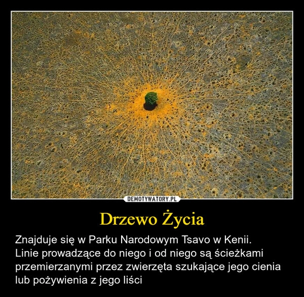 
    Drzewo Życia