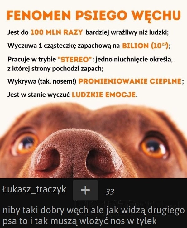 
    Fenomen psiego węchu