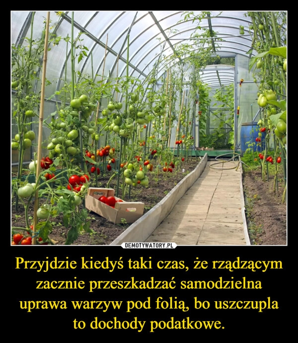 
    Przyjdzie kiedyś taki czas, że rządzącym zacznie przeszkadzać samodzielna uprawa warzyw pod folią, bo uszczupla to dochody podatkowe.