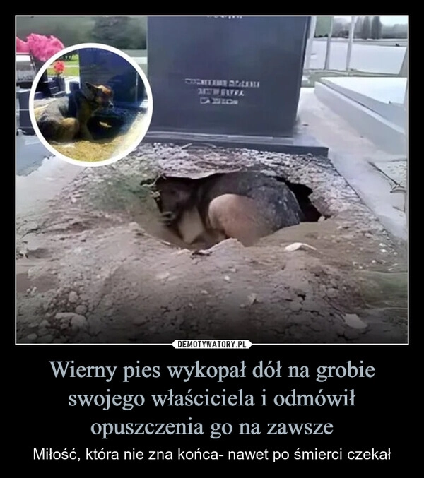 
    Wierny pies wykopał dół na grobie swojego właściciela i odmówił opuszczenia go na zawsze