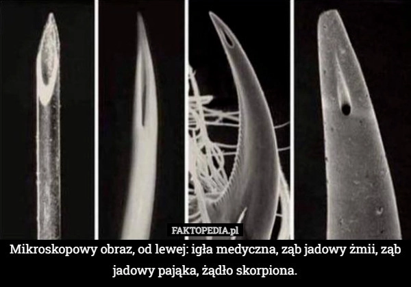 
    Mikroskopowy obraz, od lewej: igła medyczna, ząb jadowy żmii, ząb jadowy
