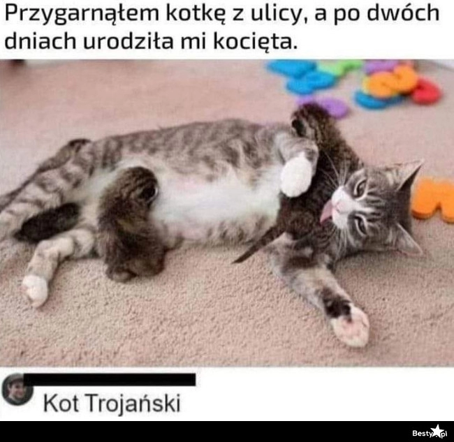 
    Kot trojański 