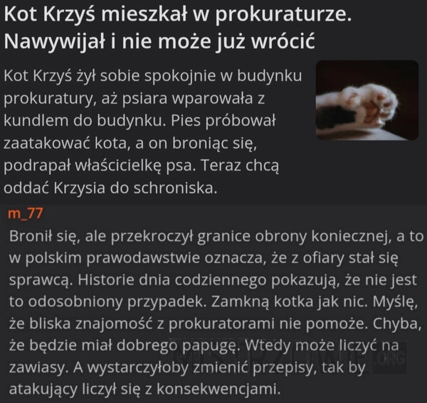 
    Kot