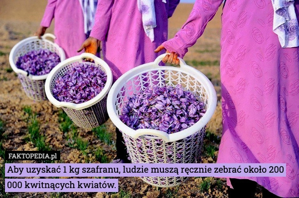 
    Aby uzyskać 1 kg szafranu, ludzie muszą ręcznie zebrać około 200 000 kwitnących
