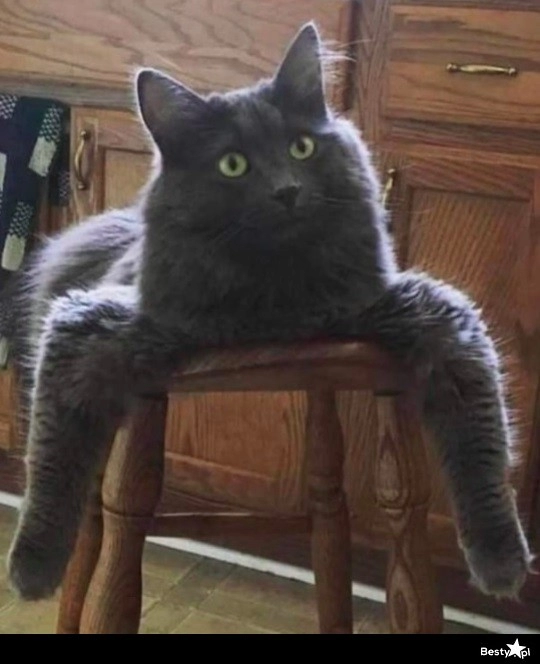 
    Spidercat 