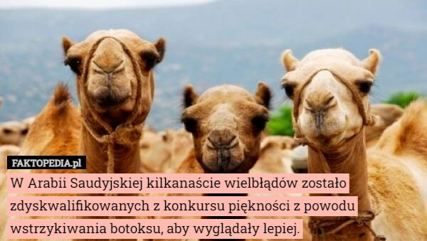 
    W Arabii Saudyjskiej kilkanaście wielbłądów zostało zdyskwalifikowanych